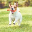 Produktbild Hunde-Leckerlies